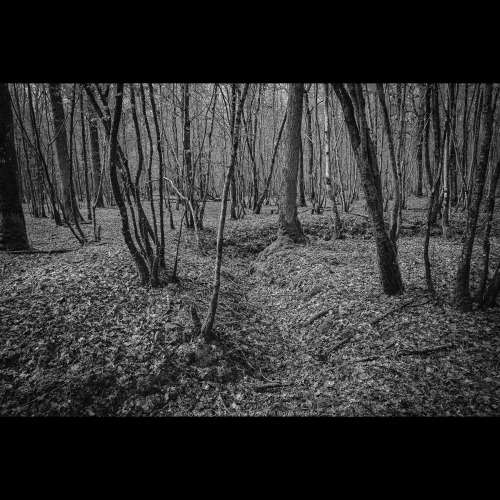 Original WWI German Trench In Forest East Of Verdun, France