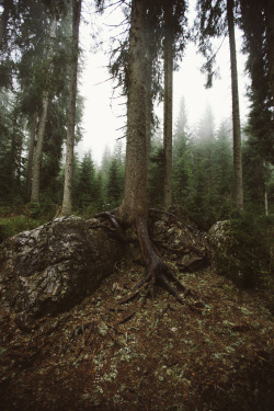 vhord:  eartheld:  mostly nature  strictly nature