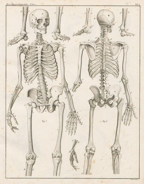 Lorenz Oken, Skeleton from: Allgemeine Naturgeschichte für alle Stände, 1843. Germany. University of