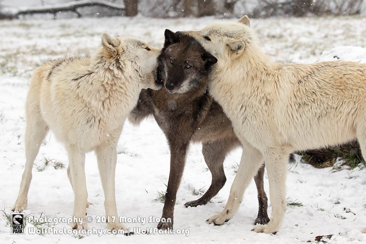 Clevergirlhelps — thank you so much for explaining wolf dominance... image