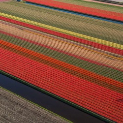 timemagazine:  Colorful Tulip Fields – Photo 3 of 3 To take a good aerial photograph, such as this one shot over the Dutch tulip fields, “it’s good not to have too many rules,” says photographer George Steinmetz (@geosteinmetz). “You just want