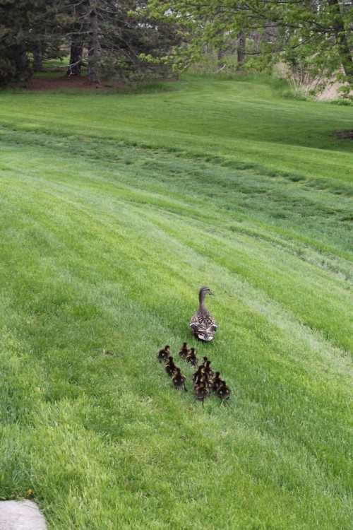 catsbeaversandducks: Mother Duck Parades Her Ducklings Through Hospital In Cutest Photos EVER &ldquo