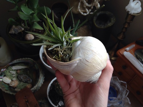 lavenderwaterwitch: my new little hermit garden made from an air plant, moss I found all over my cam