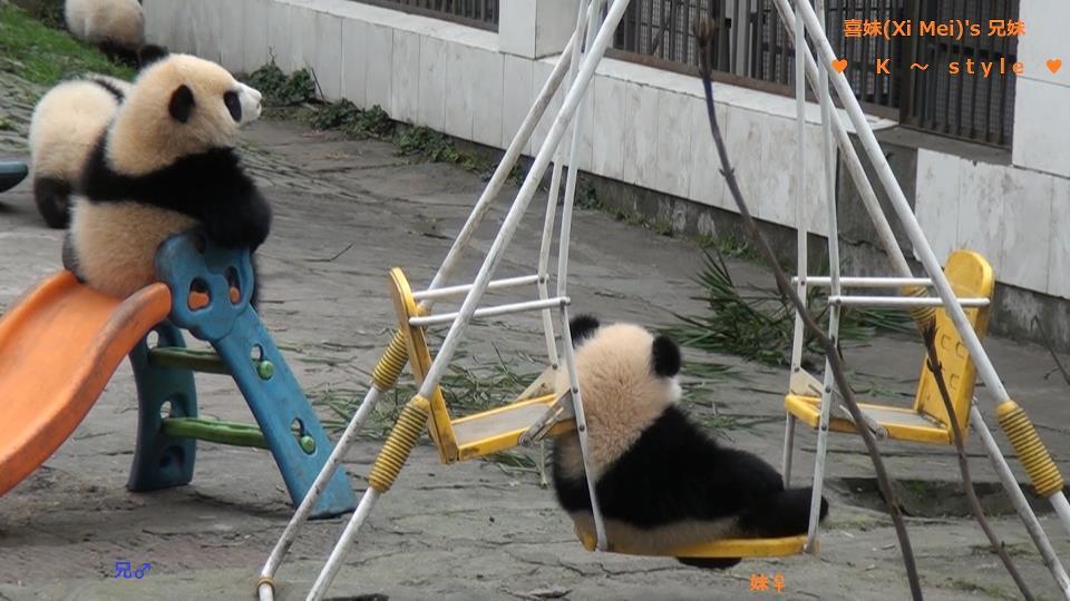giantpandaphotos:  © Keiko Maeda / Pandas International.