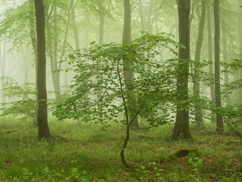 uroko: One Wet Misty Morning