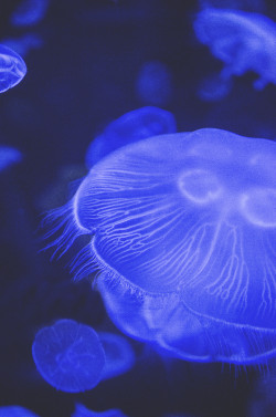 deeplovephotography:  Jelly Invasionportfolio | facebook | society6 