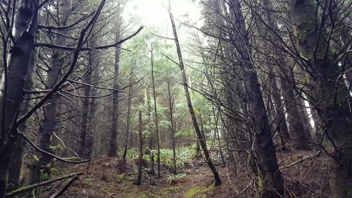 Bigfoot Scouting a remote location in Oregon last weekend.  I call it the Ape Forest.  New book comi