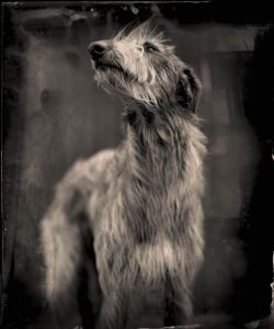 blueblackdream:   Keith Carter,    Bog Dog, 2014  