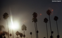 americanapparel:  Palm Tree photography!