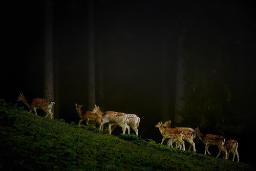 vmagazine:Fallow Deer in the Bavarian Alps by German Photographer Uwe Steger (shot with a Nikon D800