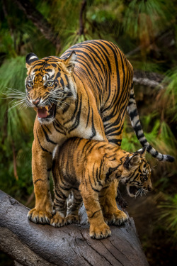 sdzoo:  Sumatran tiger, Joanne, is a protective