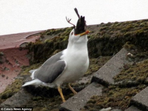 bewareofdragon:Proof that seagulls literally will eat anything 0_o