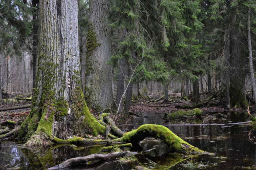 werethefuckingcursedones:There is an ancient old growth forest bordering Poland called Białowieża Fo