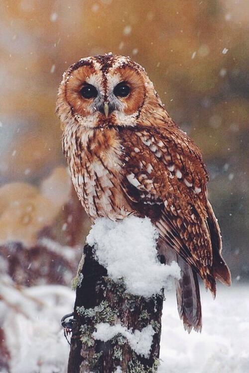wolverxne:  Tawny Owl, Scotland | by: { Ronald Coulter }