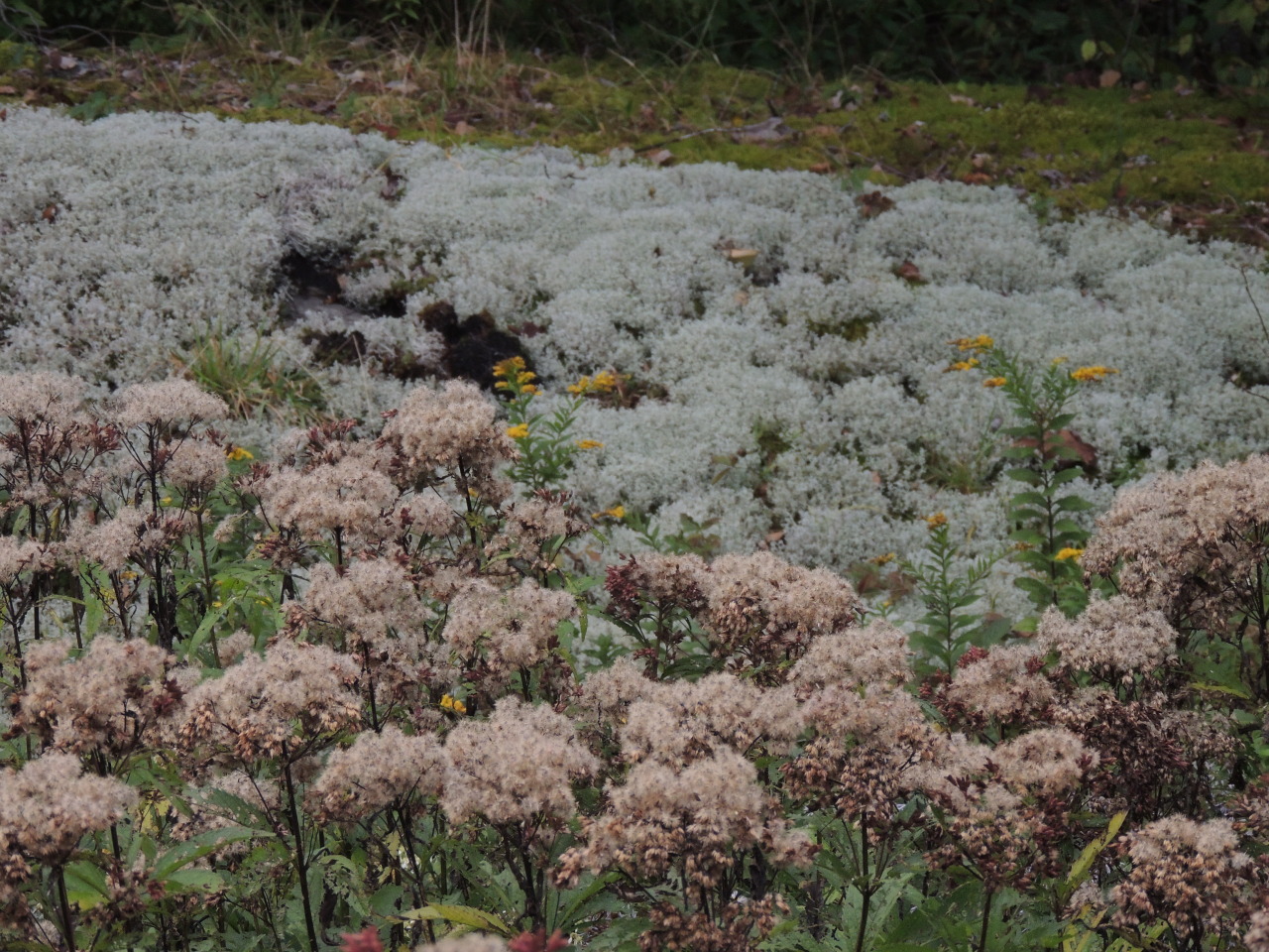 woodlandgrrl:  wildestdreamsgardens:  An unusual happening: A wet roadside ditch