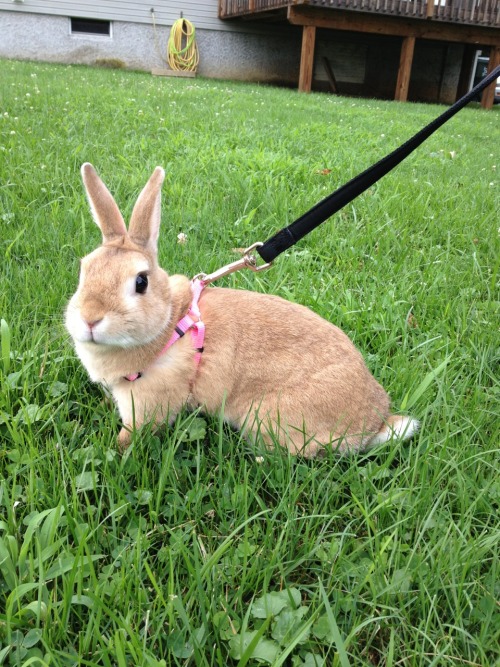 XXX ohquartz:  Baby pumps on a walk  photo