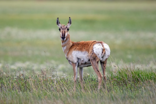 Pronghorn Antelope by Gf220warbler Roberts, Idaho flic.kr/p/2jqYNxi