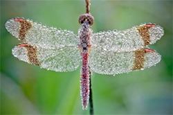 odditiesoflife:  Crystal Insects These stunning