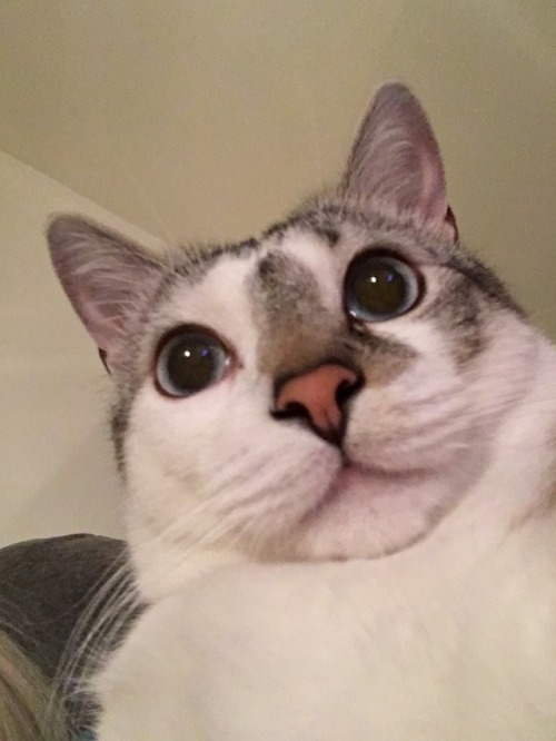 unflatteringcatselfies:  percy likes long naps in the sun, licking himself, and contemplating his position in the universe