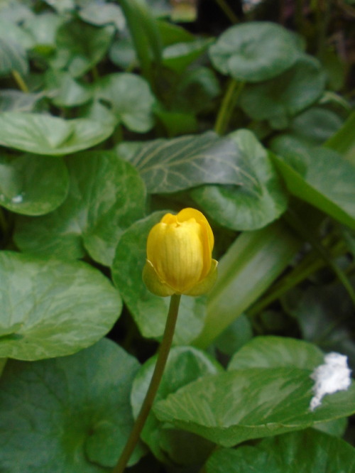 Lesser Celandine about to flower in my garden. Once a sunny April day arrives the shadier corners of