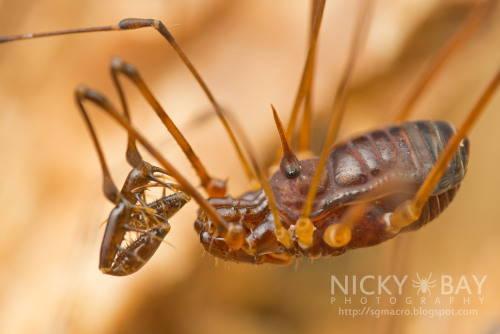 tgmember:onenicebugperday:Harvestman (Opiliones), SingaporePhotos by Nicky Bay on Flickr // Website 