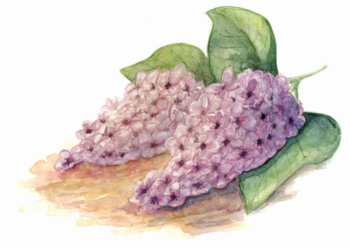nodadraws: The scent rolled over him.He looked up.Overhead, a lilac tree was in bloom.