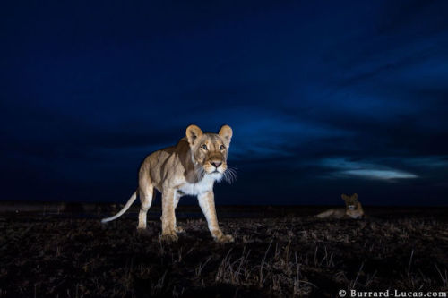 mymodernmet:Ingenious Camera Traps Capture Striking Photos of African Animals at Night