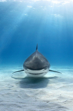 pikxchu:  Tiger Shark by alex dawson 