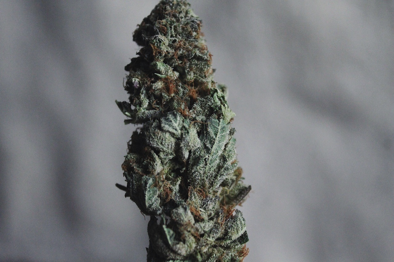 ganjajar:  buds