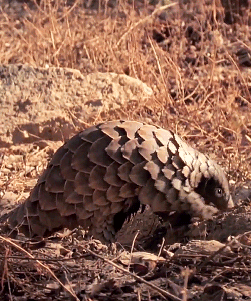 biomorphosis:  Pangolin is odd-looking animal that belongs to the group of anteaters with scales. Their body is covered with hard, brown scales made of keratin. They do not have teeth so they swallow sand and small stones along with insects to facilitate
