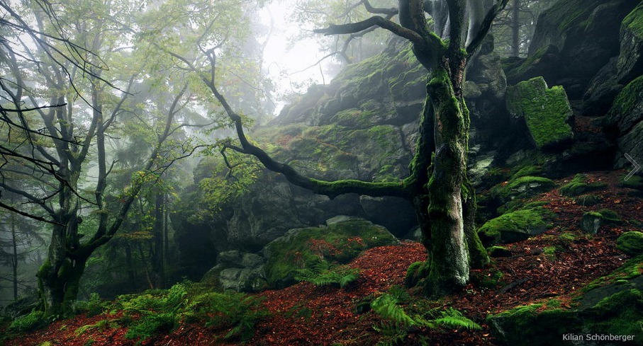 megarah-moon:  “Where Fairies Dance” by  Kilian Schönberger 