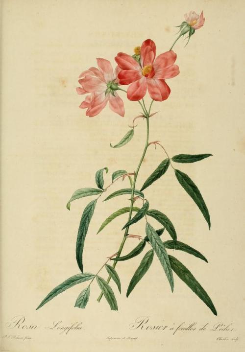 heaveninawildflower:  Rosa Longiflora by P. J. Redoute  (1821). Plate from ‘La Roses.’ Sutro Library. http://archive.org/stream/lesroses1821pjre#page/n7/mode/2up     