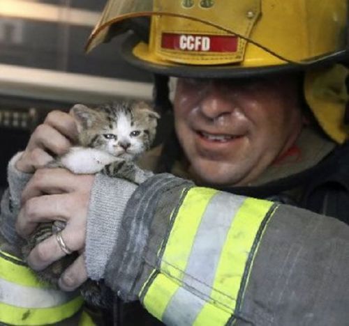 mufasamonsta:  tahthetrickster:  i really like looking at google image searches for “firemen rescuing cats” or something because you get super cute pictures like     AND THEN THERE’S THIS ONE   “THAT’S RIGHT TWAS I that set the house ablaze!!!”