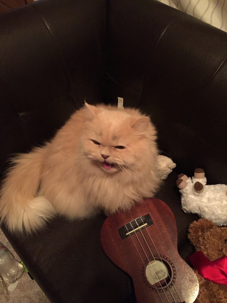 queen-miq:  He really likes to yell at the camera.