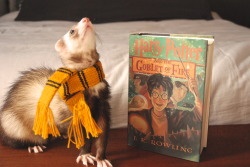 the-book-ferret:  You might belong in Hufflepuff,where