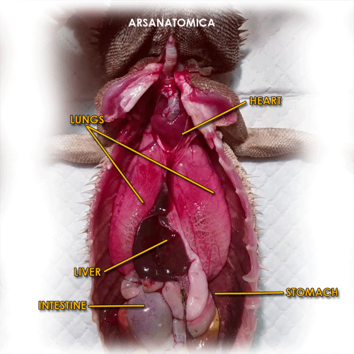 arsanatomica:   Inflating the lungs in a euthanized bearded dragon. Reptiles have a fundamentally di