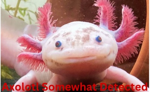 Hello, I Am Axolotl Detector. If You Wish For Me To Detect Something, Just Send It In. If You Wish To