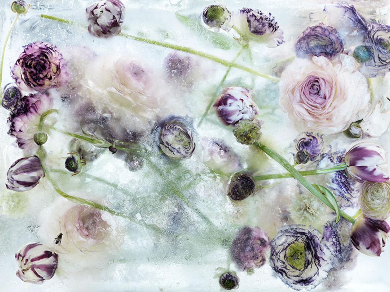 culturenlifestyle:  Frozen Flowers in Ice Resemble Exquisite Watercolor Paintings