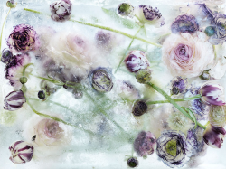 culturenlifestyle:  Frozen Flowers in Ice