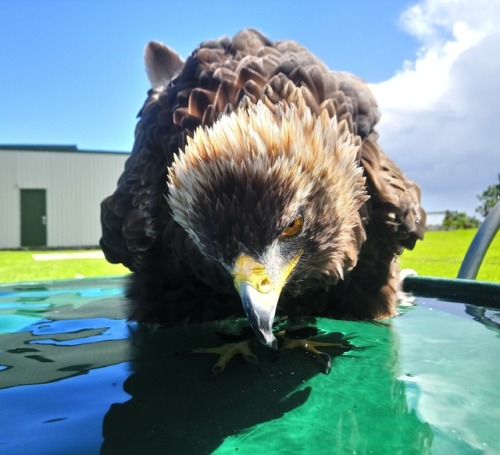 Shy Stan during bath time.  +Stanley - Golden Eagle+