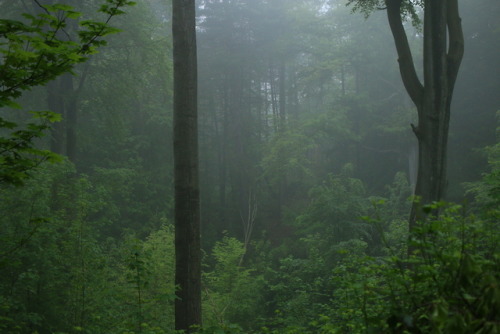 A foggy day at the local forest by 90377Instagram | Etsy Shop