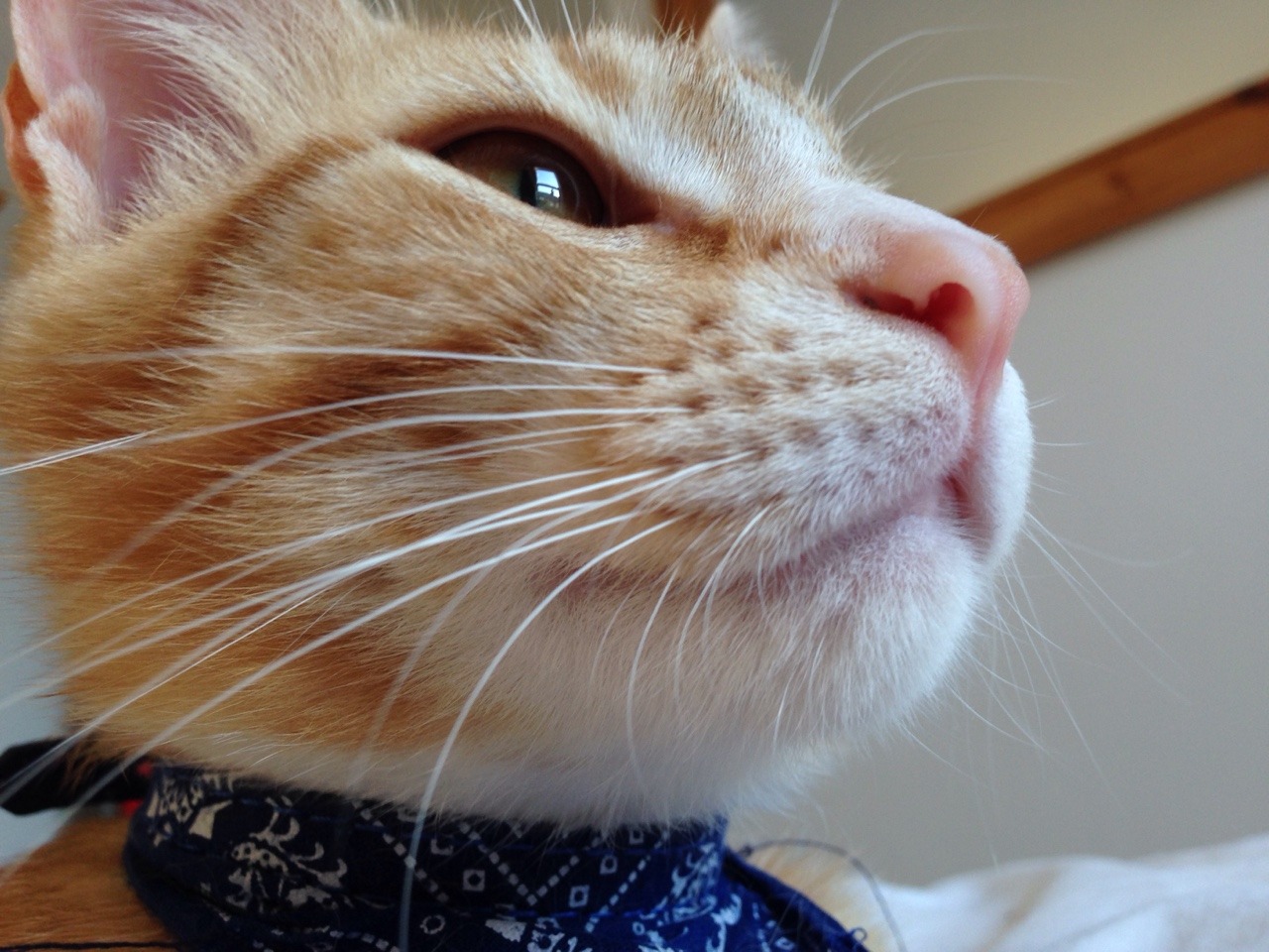 lost-lil-kitty:  I love my kitties nose!