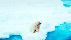   To the Arctic 3D (2012)  