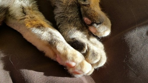 Stack of toebeans, courtesy of Squeaks (aka Chloe)(submitted by @scr33name)