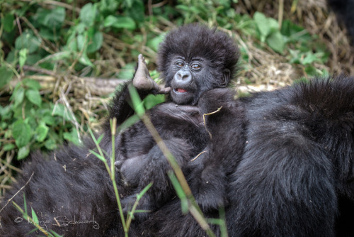 Mountain Gorilla Baby