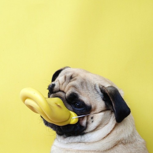 fazzycb:  ckck:  Norm.  HA! QUACK… 