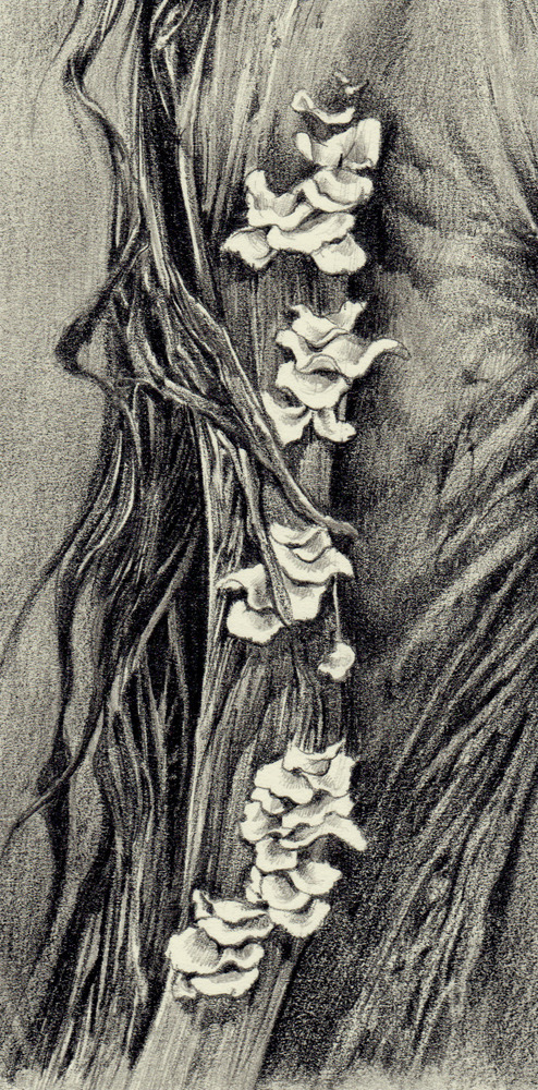 noiaillustration:  Possession - 01 pencil on paper