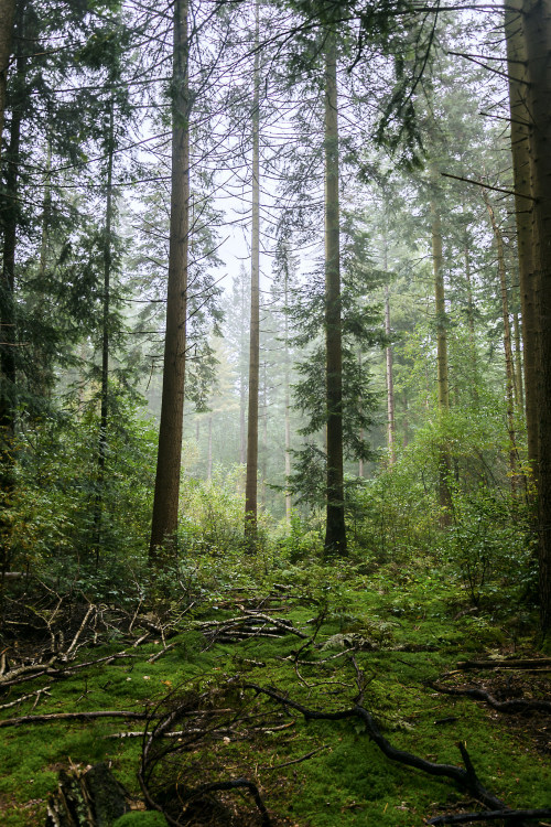 Into the Woods by Jeffrey Camphens