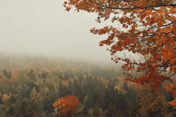 wolfsweet:  Foggy autumn around my home.