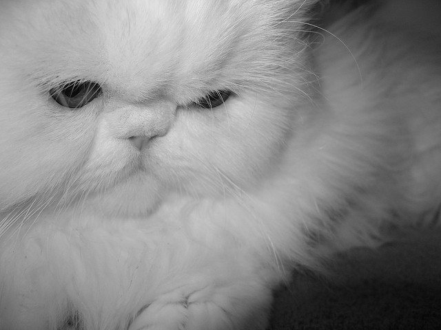 catp0rn:  Flat Face on Flickr It’s my icon! Thankyou leaving-manchvegas and moffit